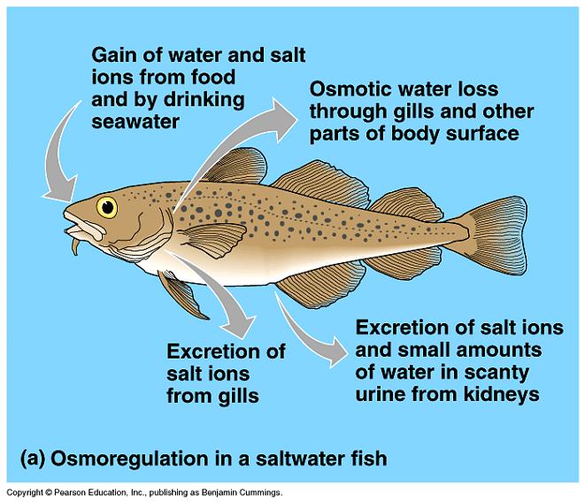 hypoosmotic to seawater, loses water by osmosis,