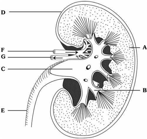 Questions Question 1 Study the drawing of the internal structure of the kidney below and answer the questions that follow. Provide Labels for the parts marked A to G.