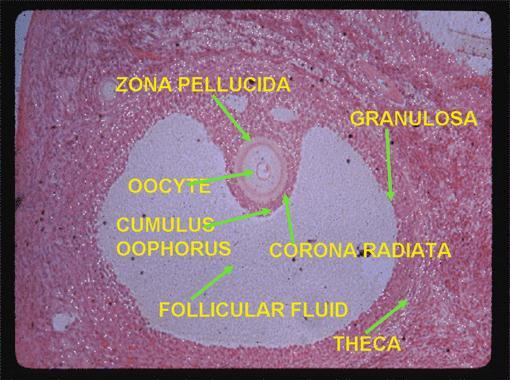 Granulsa cells are lcated inside the theca cells, thrugh the basal membrane f the fllicle int the granulsa cells.