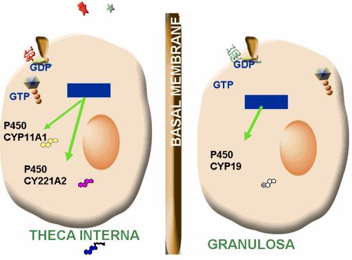 The increase in LH and FSH receptrs in theca and granulsa cells respectively, augments the teststerne and estrgen prducing capabilities f the fllicle.