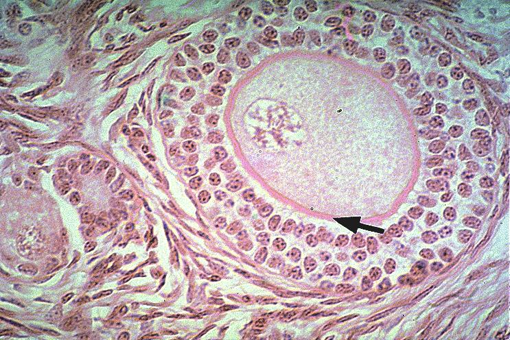 Primary Follicle Nucleus 1 Oocyte (arrested in prophase I)