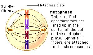 Metaphase Sister chromatids align in the center of the
