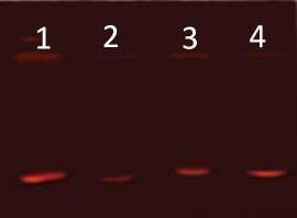 both λ and puc18 DNA. This was evident by the absence of the specific bands in lane 2, wherein the DNA was treated with oxidant alone.