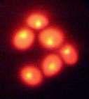 cerevisiae cells stained with EtBr Control H 2 O 2 Methanol Extract Methanol+H 2 O 2 (c) S.