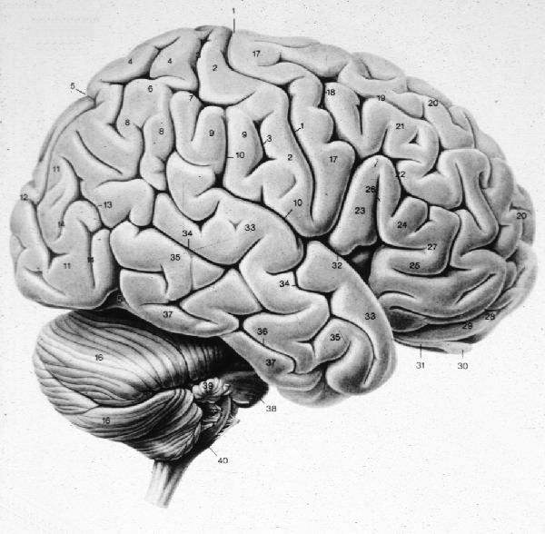 superior temporal gyrus; b) central sulcus; c) area V1; d) parietal cortex; e) inferior frontal gyrus. 7.