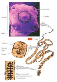 Introduction to Parasitic Helminths Lecture 4 Medical Parasitology Course (MLAB 362) Dr. Mohamed A.
