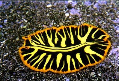 Phylum Platyhelminthes: Mostly aquatic, although there are a few terrestrial species.