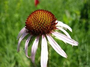 ECHINACEA PALLIDA DAISY FAMILY (PALE PURPLE CONEFLOWER) Echinacea species are drought-tolerant perennial flowering plants. While in the daisy family they grow up to 140cm.