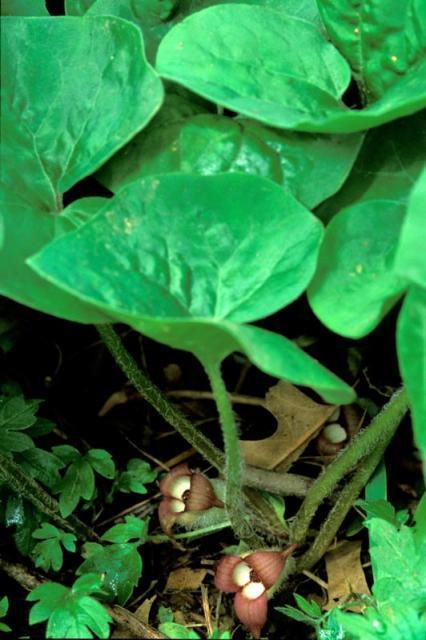 ASARUM CANADENSE (WILD GINGER) Medical Uses: used for many medical purposes including the treatment of digestive disorders and in a poultice on sores. dried powered leaves used to promote sneezing.