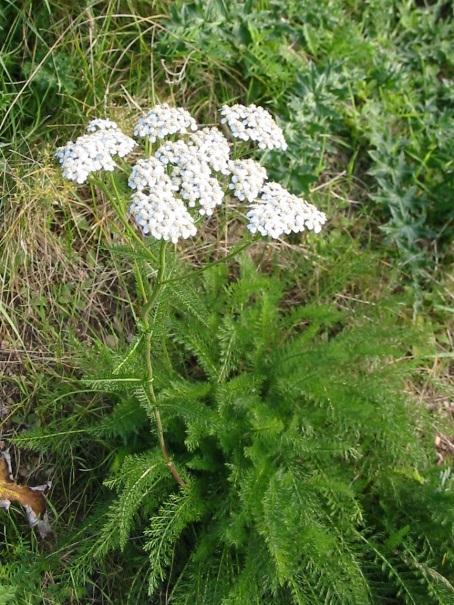 ACHILLEA MILLEFOLIUM (YARROW) Yarrow Tea is a good for severe colds, being most Useful in the fevers cases of obstructed perspiration.