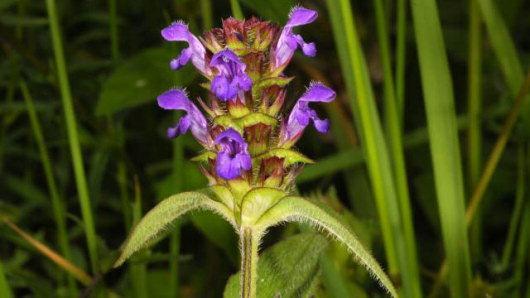 PRANELLA HEAL ALL PRUNELLA VULGARIS LABIATAE Lives in woodland edges Wastelands Natural slopes Dye is from the leaves and stems Trives in