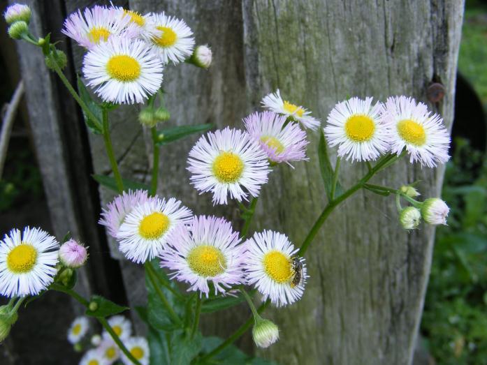 ERIGERON PHILADELPHICUS DAISY FAMILY:ASTER One of the common plants in the fields of Northwest Arkansas.