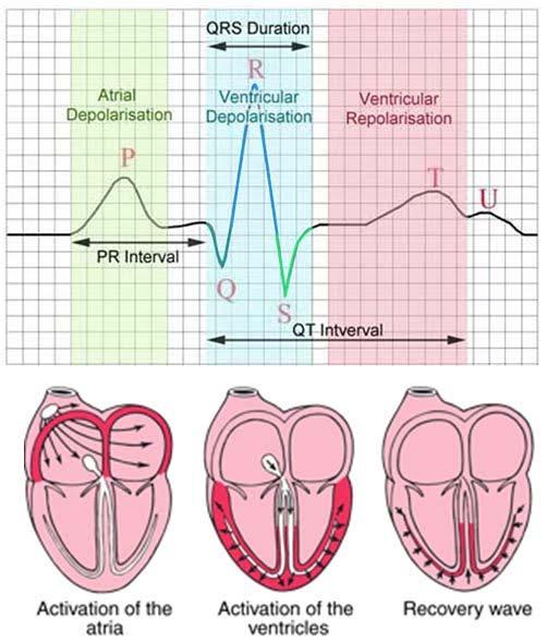 PR interval SA node to the venticular muscle 120 200 ms (3 5 small sq) QRS