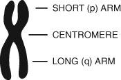 C.11 Karyotype for a normal human male. Twenty-two pairs of autosomes have been ordered and numbered according to convention from largest to smallest. Sex chromosomes are labeled X and Y.