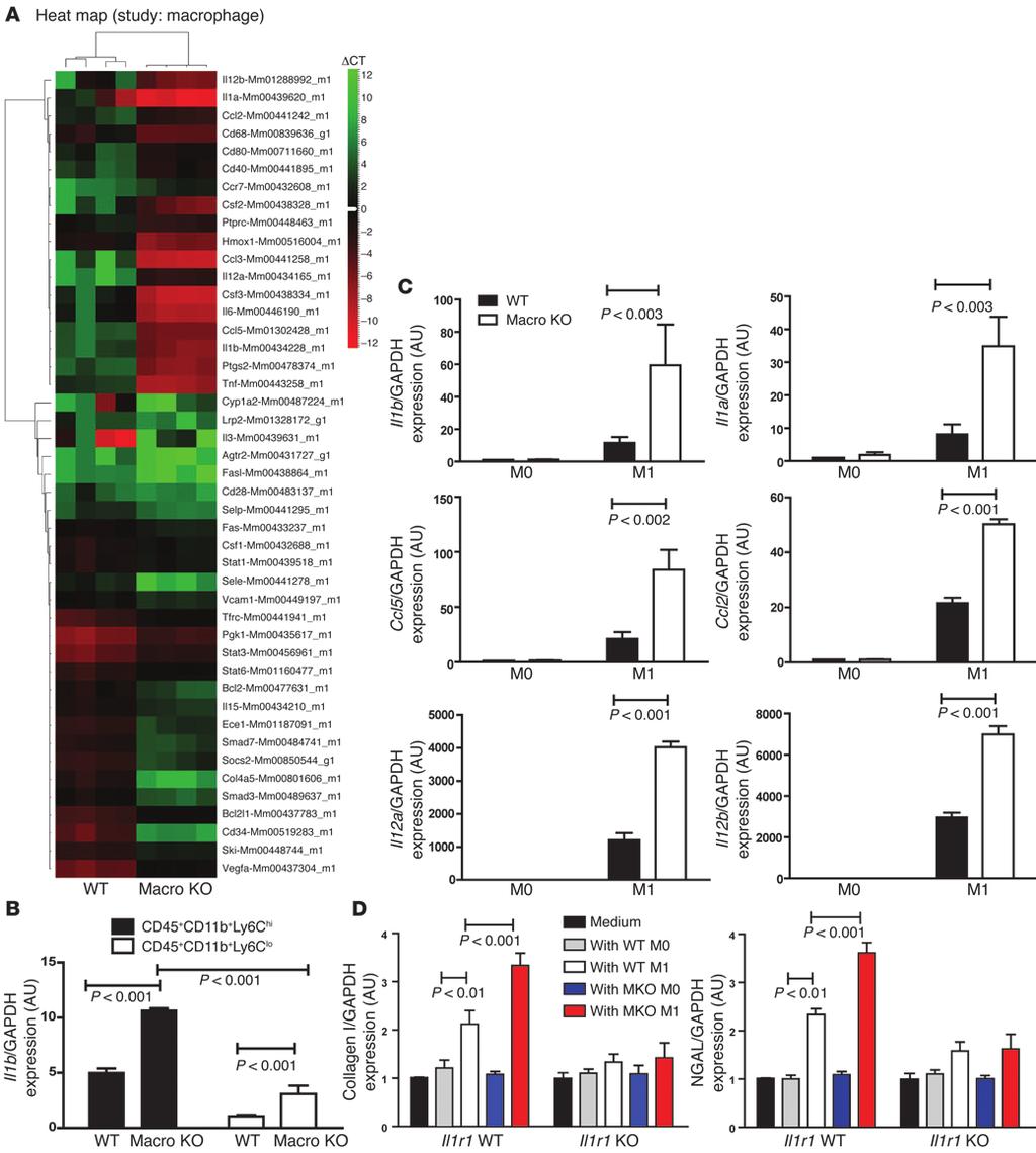 Figure 2 AT1A receptor activation on macrophages suppresses their M1 proinflammatory polarization.
