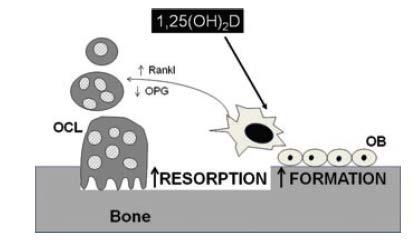 Vitamin D and Bone Health Integral to calcium absorption and homeostasis May have direct role in