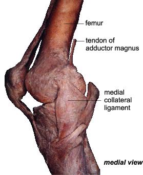Capsular Anatomy