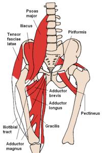 Medial rotation is performed by the gluteus medius and gluteus minimus, as well as the tensor fasciae latae and assisted by the adductors brevis and longus and the superior portion of the