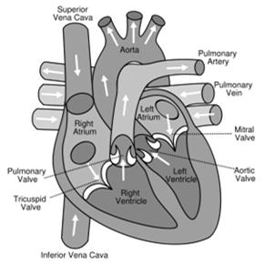 Blood flow through heart Superior + inferior vena cava Right atrium Tricuspid valve Right ventricle Pulmonic valve lungs Left atrium Bicuspid (mitral) valve Left ventricle Aortic valve Aorta Smooth