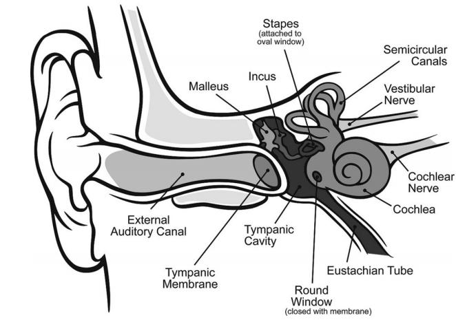 Fig 1. Human Auditory system II. OAE Otoacoustic Emissions are inaudible sounds which come out from the inner ear.