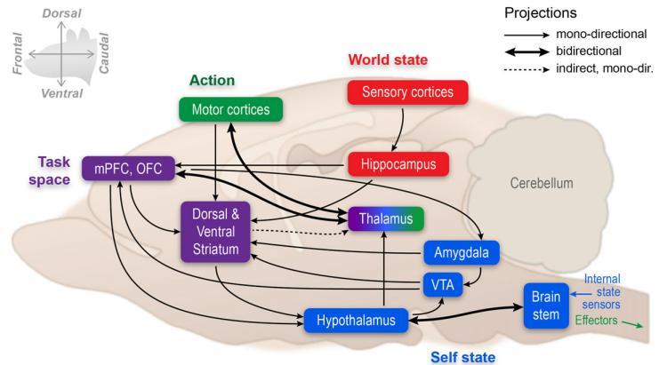 4.4 Conclusion Fig. 52 (above): Schematic view of the brain structures involved in decision-making.