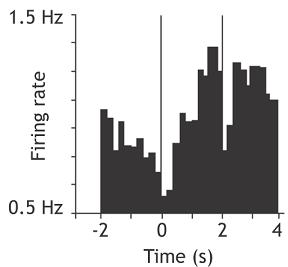 8.4 Discussion Fig. 112: Speed profile and corresponding PETH of goal-related activity. Left : Speed profiles in the place (uncued) and cue task during extinction periods. Both profiles are similar.
