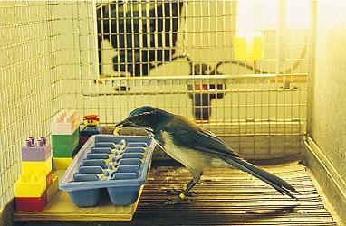 1.1 Taxonomy of memory systems Fig. 3: Episodic-like memory in scrub jays. Left: scrub jay (Aphelocoma coerulescens) about to cache a wax worm. From Griffiths et al., 1999.