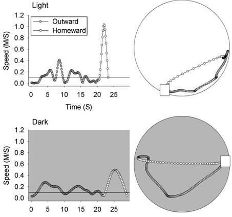 3.1 Perception of space Fig. 16: Knowledge of distance and direction in homing behaviour.