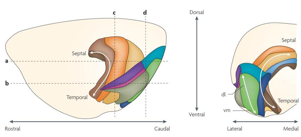 4.1 Anatomy of the hippocampus: a brief overview Left hippocampus Dorsal Ventral Rostral Caudal Fig. 33: The hippocampus within the brain.