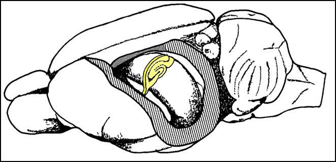 The yellow part represents a slice of the hippocampal formation, enlarged on Fig. 35A. Adapted from Amaral and Witter, 1989. DG CA3 CA1 Sub Fig. 34: The hippocampal region.
