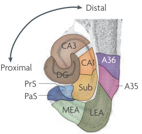 4.1 Anatomy of the hippocampus: a brief overview cortex. In addition to this circuit, CA3 receives projections from the direct perforant path, emitted by layer II neurons.