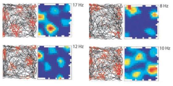 4.2 The hippocampus within a spatial processing network Boundary vector cells can be found in the subiculum (Barry et al., 2006; Lever et al.