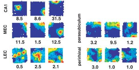 4.2 The hippocampus within a spatial processing network Fig. 45: Spatial maps of cells with spatial tuning from different structures of the hippocampal area.