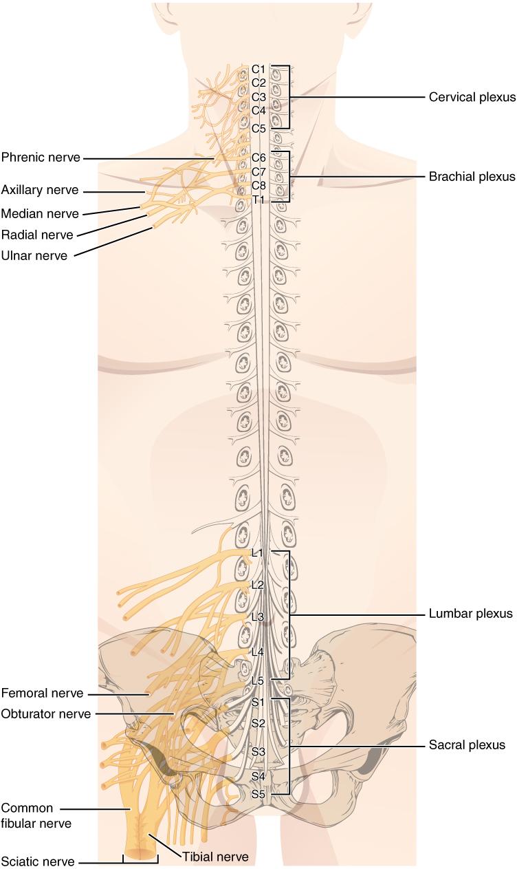 Nerve Plexuses of the Body There are four main nerve plexuses in the human body. The cervical plexus supplies nerves to the posterior head and neck, as well as to the diaphragm.