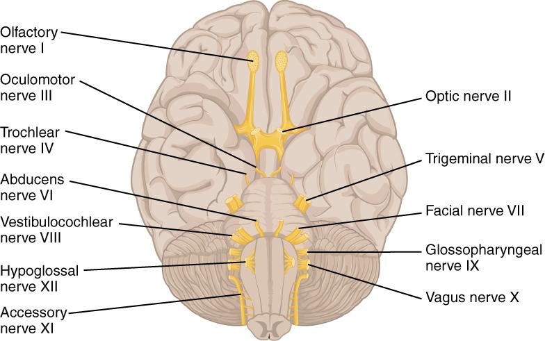 The Cranial Nerves The anatomical arrangement of the roots of the cranial nerves observed from an inferior view of the brain.