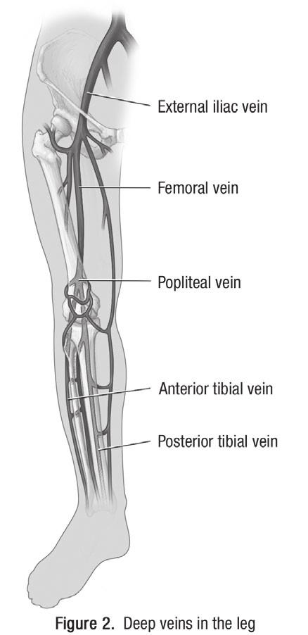Page 2 of 12 The iliac, femoral, popliteal and tibial veins are deep veins in the leg. See Figure 2. Veins in your legs and arms have valves that open when blood flows toward the heart.