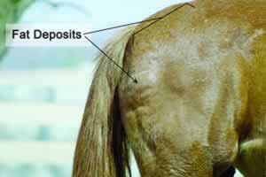 people quickly visualize a fat horse with a cresty neck and a rump full of fat deposits.