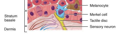 STRATUM BASALE (STRATUM GERMINATIVUM) o Deepest single layer of epidermis o Cells: Merkel cells, melanocytes, keratinocytes and stem cells that divide