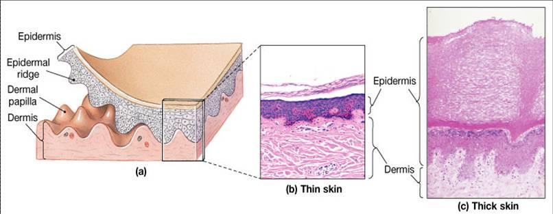 TYPES OF SKIN o Thin skin Covers all parts of the body except for the palms and palmar surfaces of the digits and toes Lacks epidermal ridges Has a sparser distribution of sensory receptors than