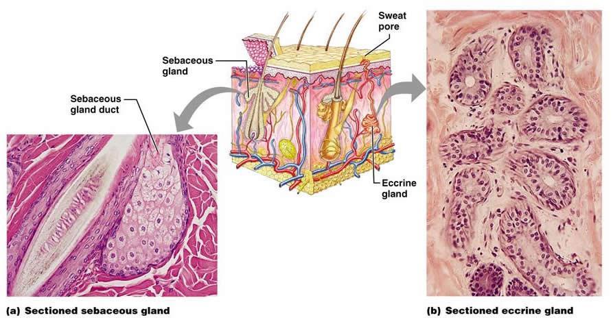 GLANDS OF THE SKIN o Specialized exocrine glands found in dermis 1. Sebaceous (oil) glands 2.