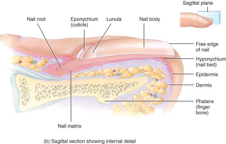 NAIL GROWTH o Nail matrix is below nail root - produces growth o Cells transformed into tightly packed keratinized