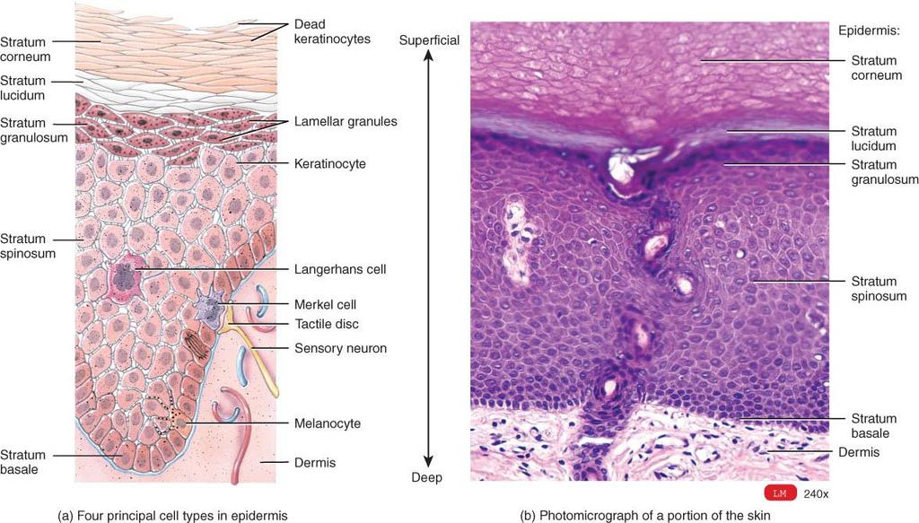 EPIDERMIS o Stratified squamous epithelium: avascular (contains no blood vessels) 4 types of