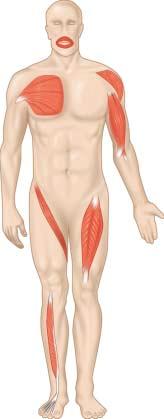 (c) (c) Parallel (Sartorius) (g) (f) Fusiform (Biceps brachii) (d) (d) Unipennate (Extensor digitorum longus) (g) Bipennate (Rectus femoris) Arrangement of Fascicles Skeletal muscles consist of