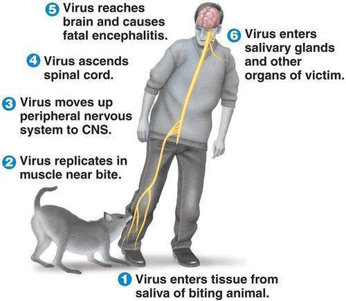 The initial onset of rabies begins with flu-like symptoms, including: fever muscle weakness tingling You may also feel burning at the bite site.
