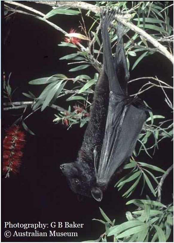 Hendra Virus: A new challenge Discovered in Queensland 1994 Reservoir host: Pteropus bats (20-50% sero-positive Intermediate host: horses Human infection linked with exposure to infected horses.