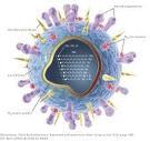 The immune system.
