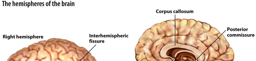 The hemispheres of the brain are distinct