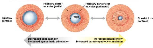 Intrinsic Eye Muscles of the Iris Pupils constrict (Parasympathetic) Close