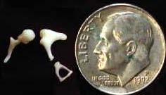 Middle Ear Ossicles