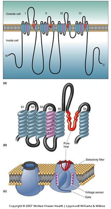 The Voltage-Gated Sodium Channel Structure transmembrane domains and ion-selective pore